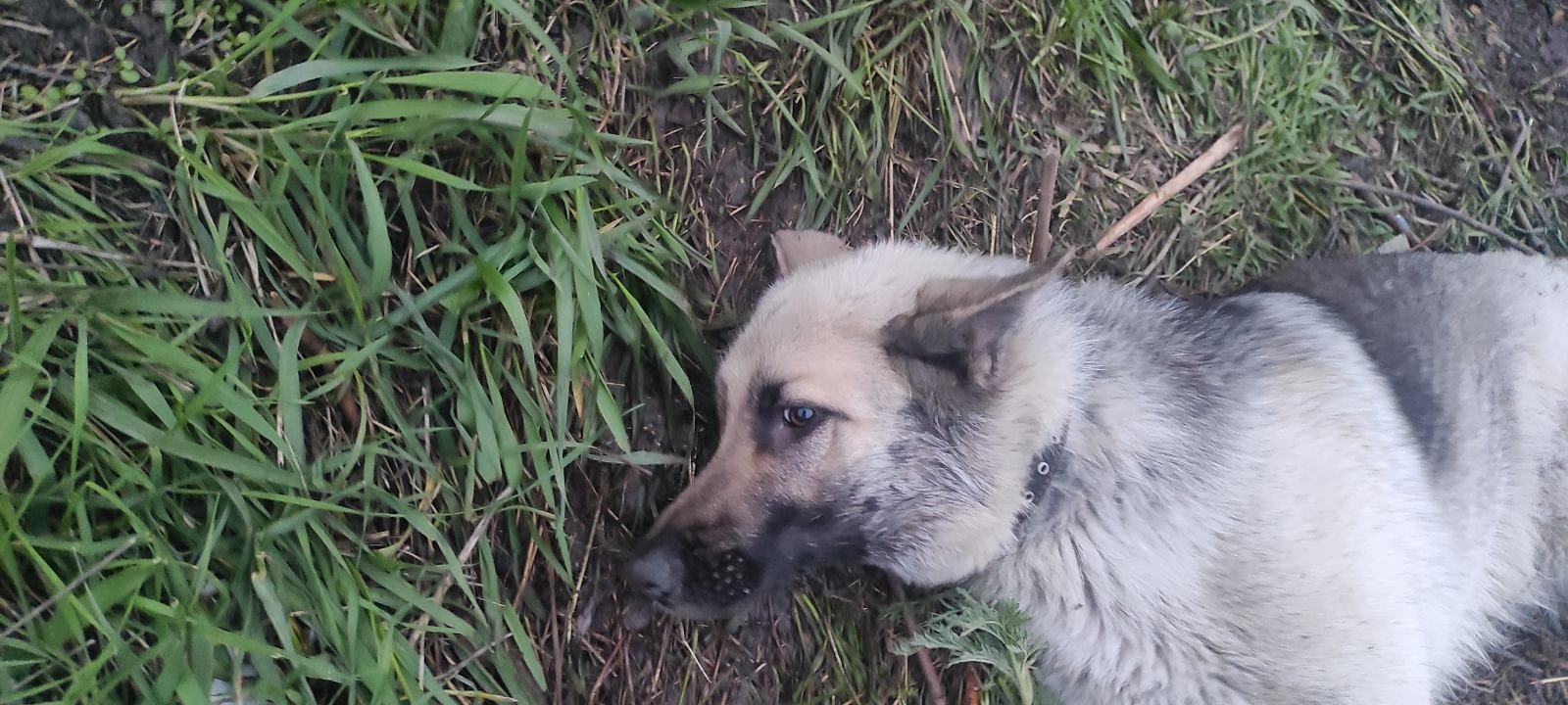 В Запорожье мужчина выстрелил в собаку на детской площадке.