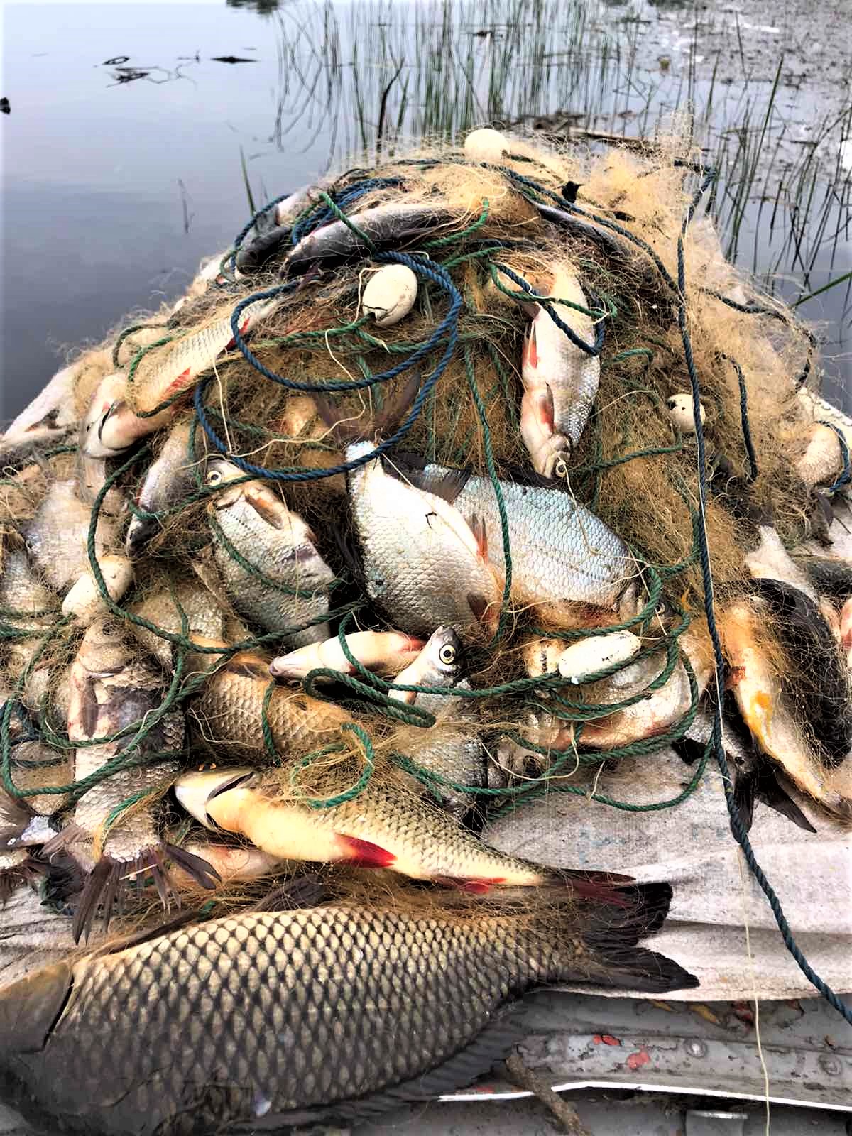 В Запоріжжі на Хортиці вилучили браконьєрські сіті з мертвою рибою.