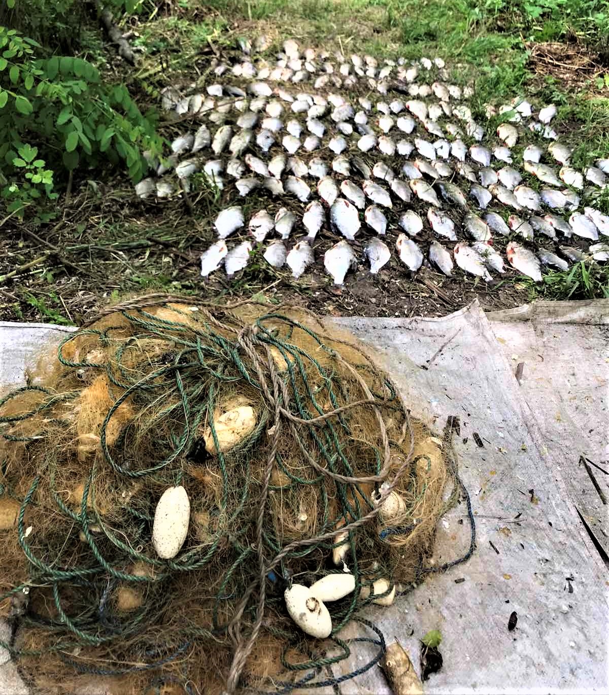 В Запоріжжі на Хортиці вилучили браконьєрські сіті з мертвою рибою.