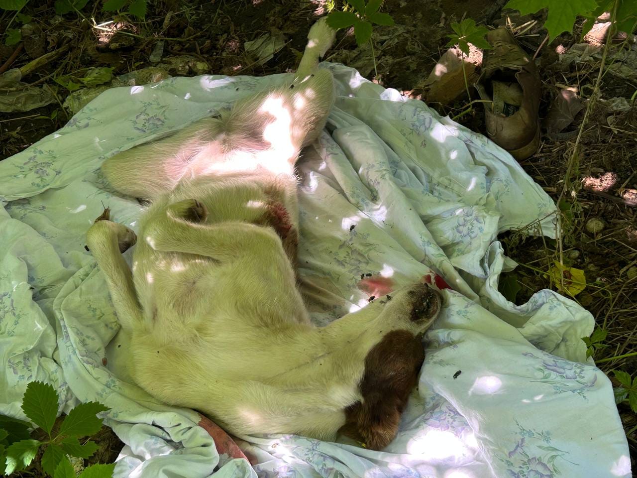 У Запоріжжі на дитячому майданчику невідомі застрелили собаку (фото 18+).