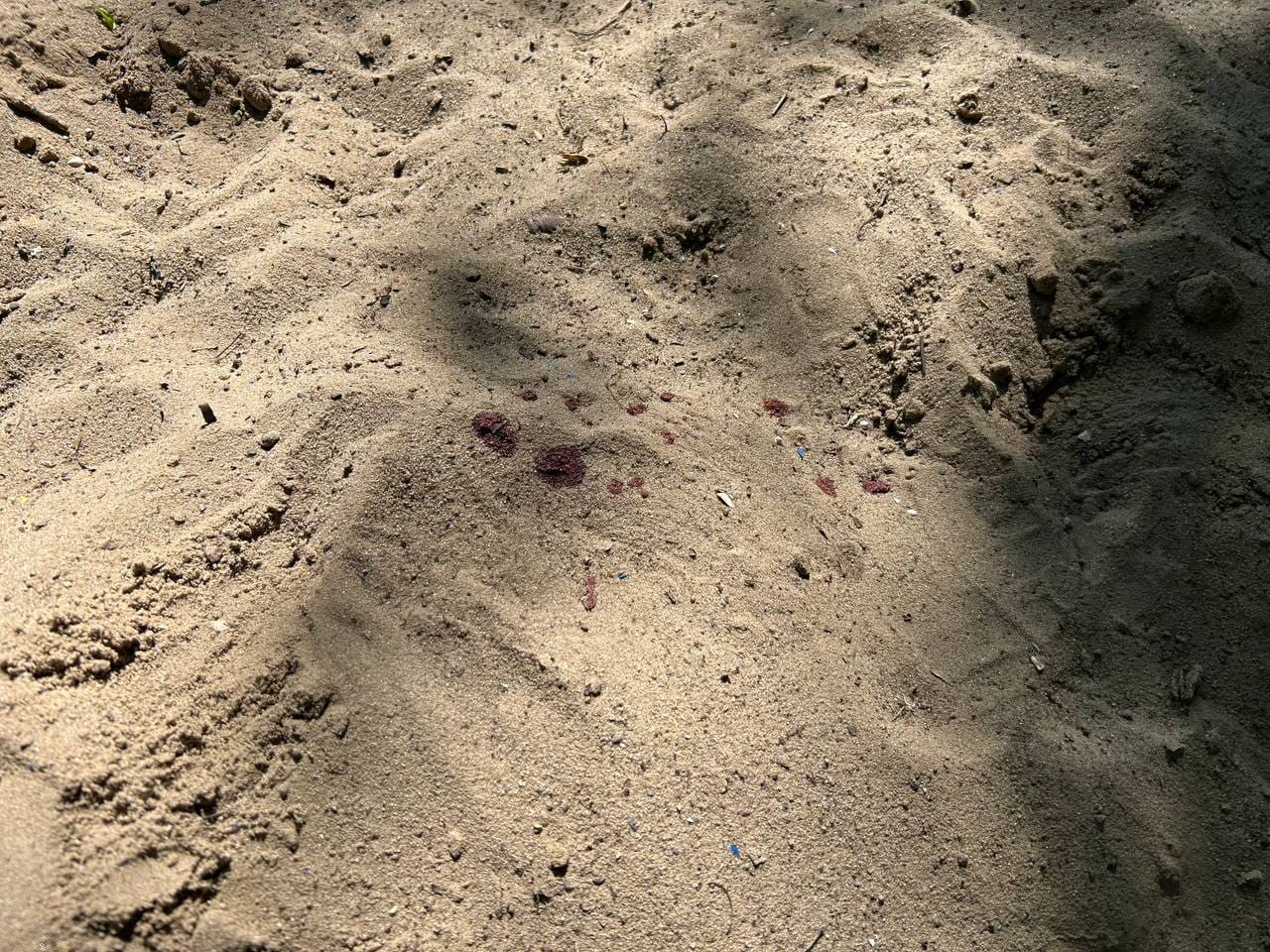 У Запоріжжі на дитячому майданчику невідомі застрелили собаку (фото 18+).