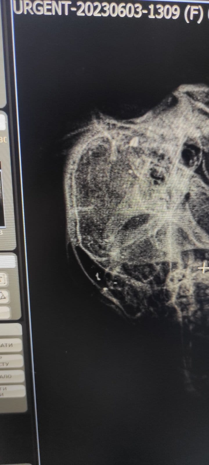 У Запоріжжі на дитячому майданчику невідомі застрелили собаку (фото 18+).