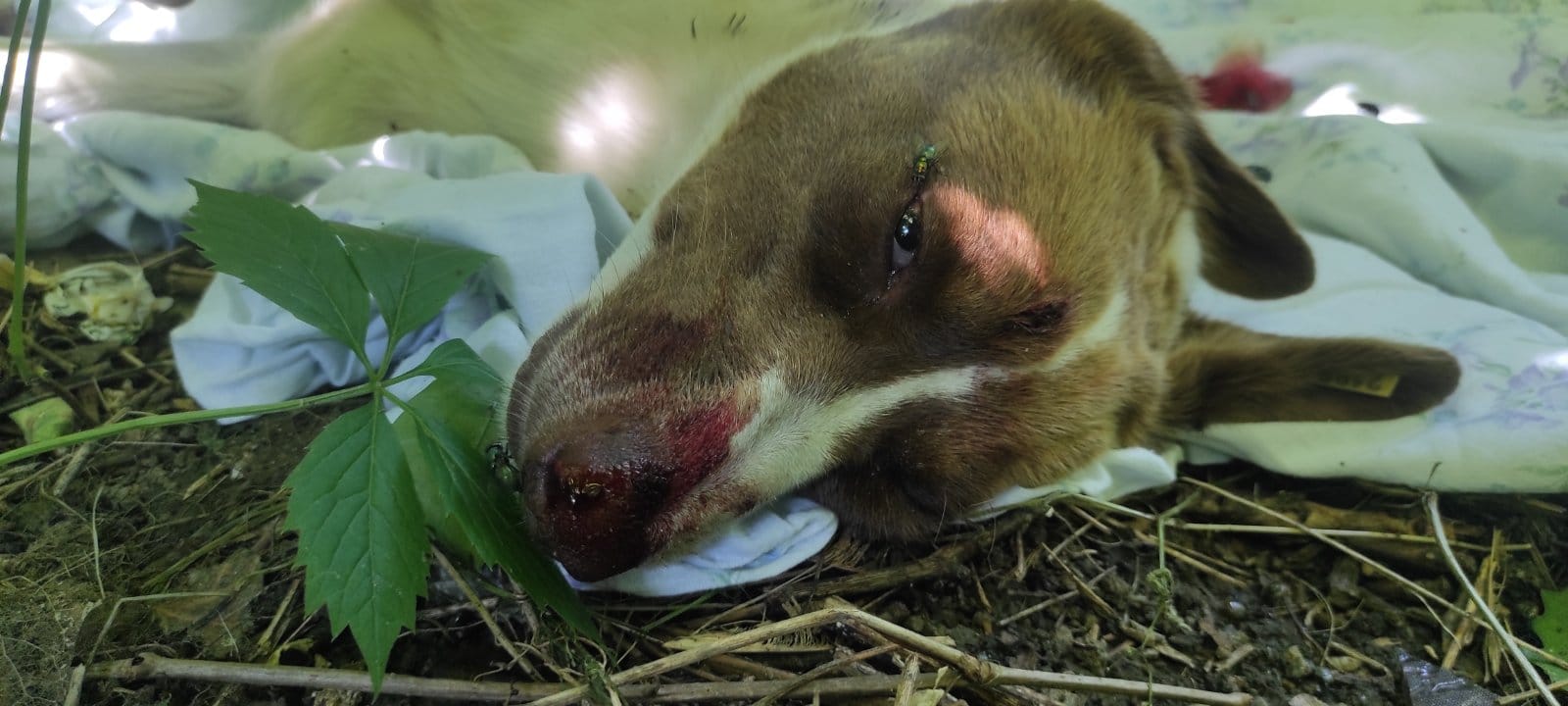 У Запоріжжі на дитячому майданчику невідомі застрелили собаку (фото 18+).