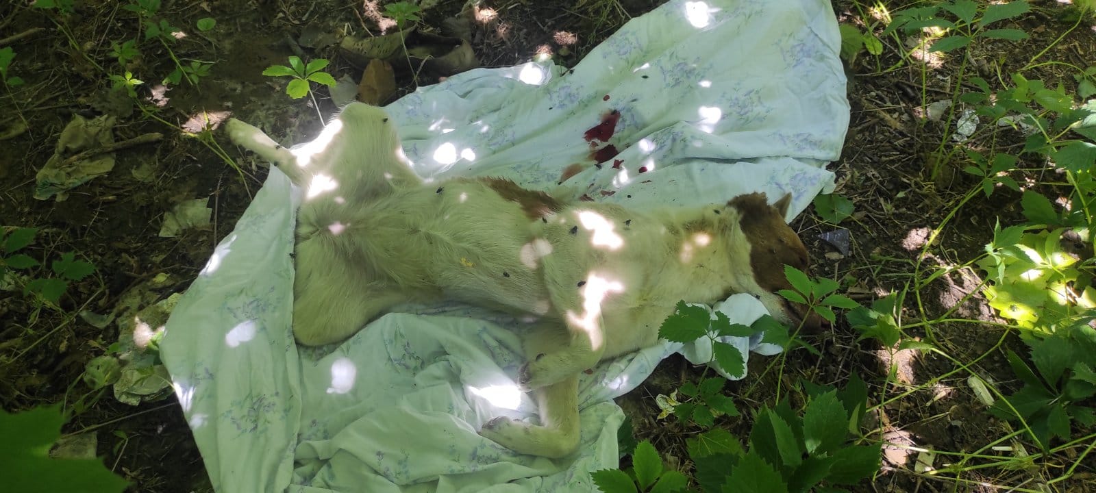 У Запоріжжі на дитячому майданчику невідомі застрелили собаку (фото 18+).