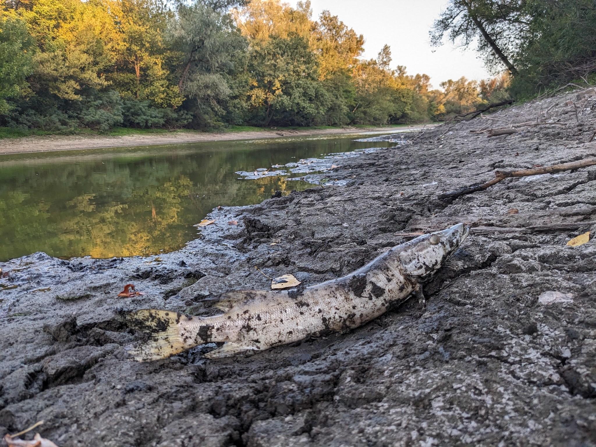 В озерах на Хортице начала гибнуть рыба: в чем причина?