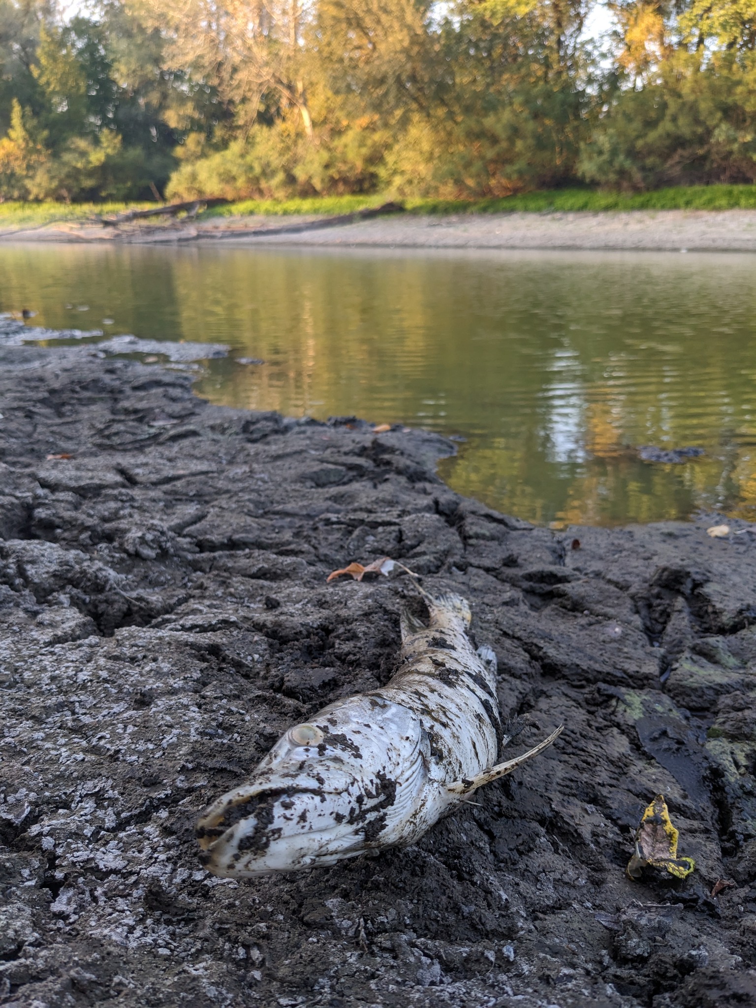 В озерах на Хортице начала гибнуть рыба: в чем причина?