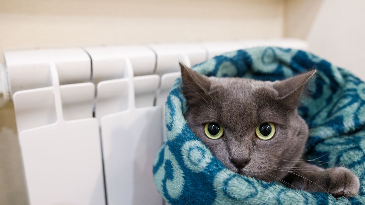 Ціни на опалення у Запоріжжі у 2024 році.