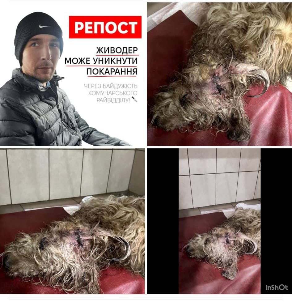 На Космосе мужчина пытался убить собаку ножом.