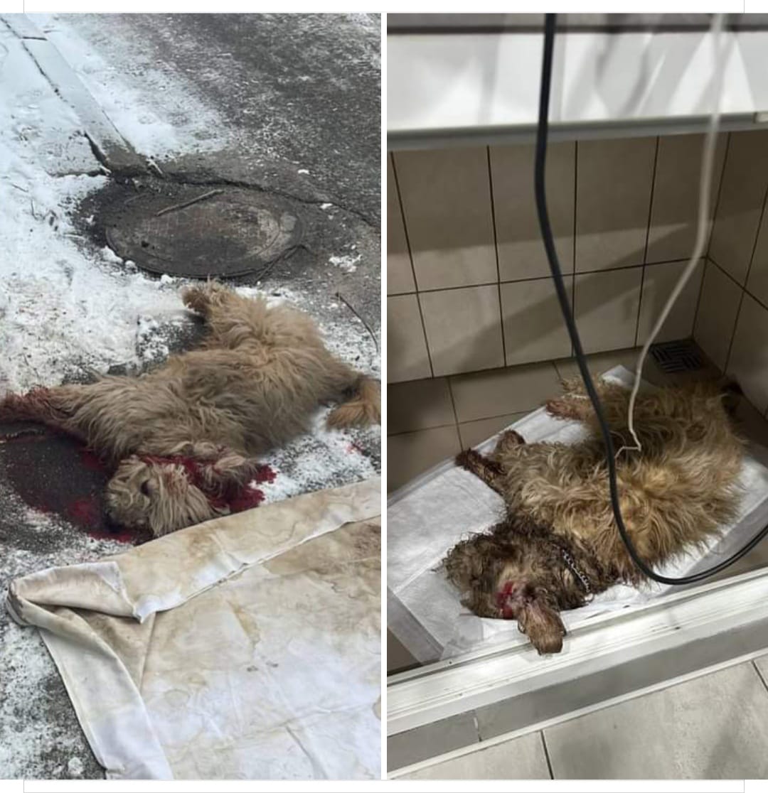 На Космосе мужчина пытался убить собаку ножом.