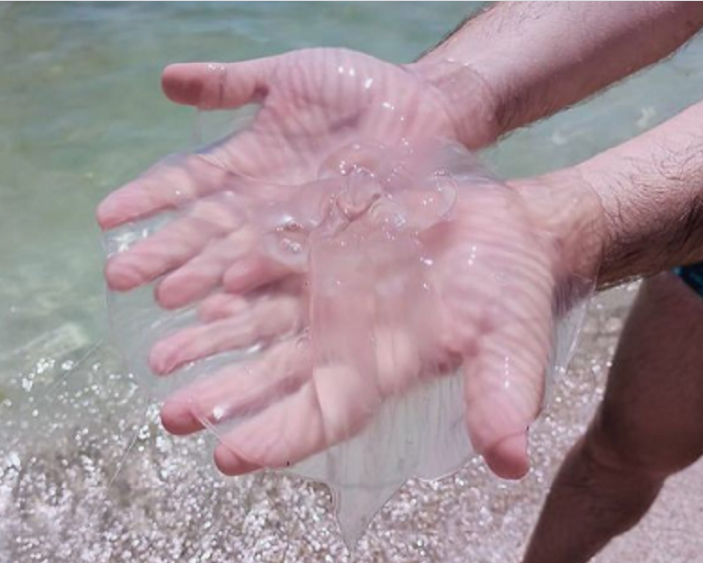 Медузы в Кирилловке. Фото: "Про Бердянск"