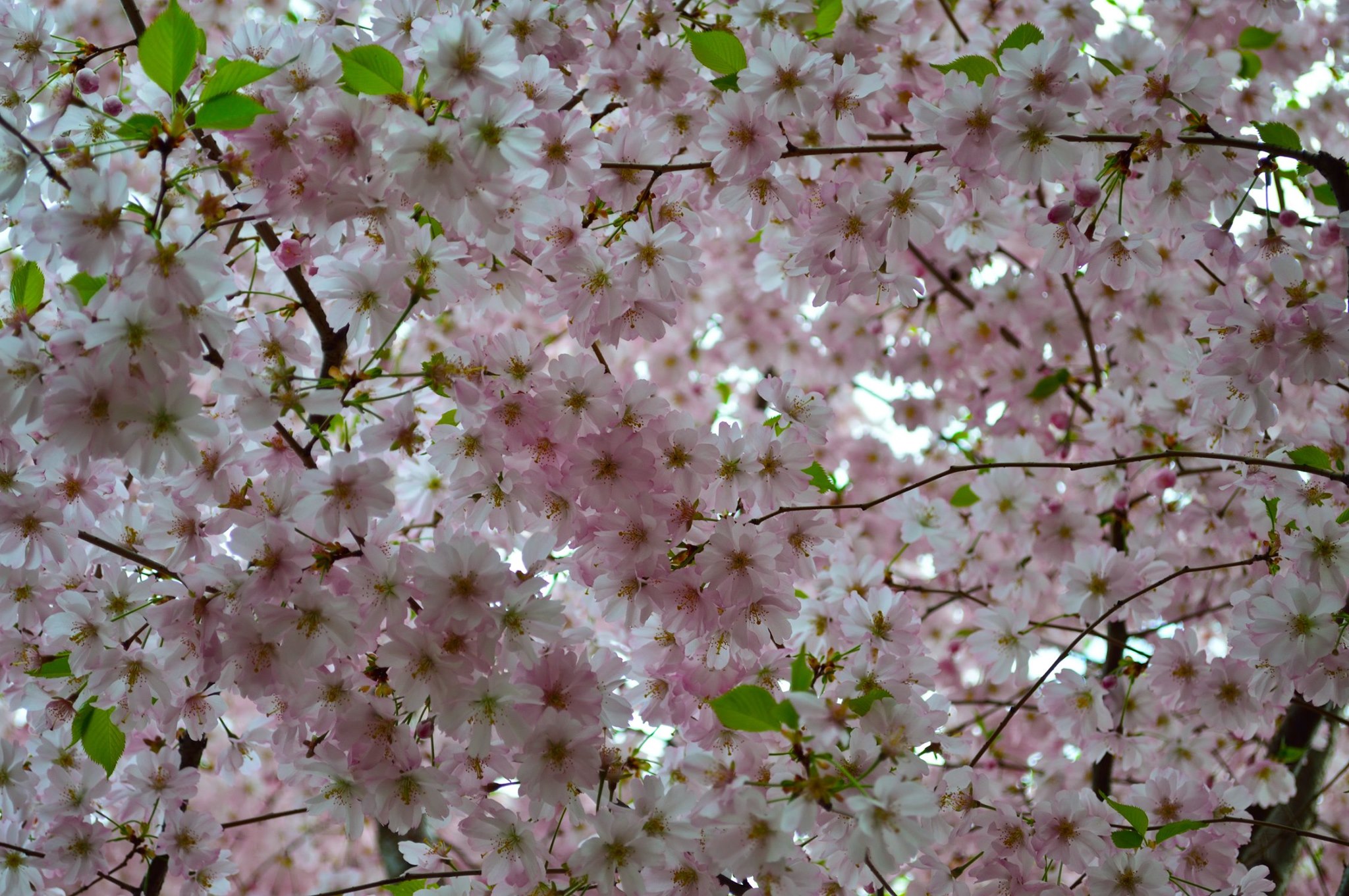 В Запорожском ботаническом саду расцвела сакура. Фото: fb Александр Александрович