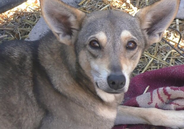 Сім'я, яку на Запоріжжі діставали з-під завалів, врятувалася завдяки собаці.