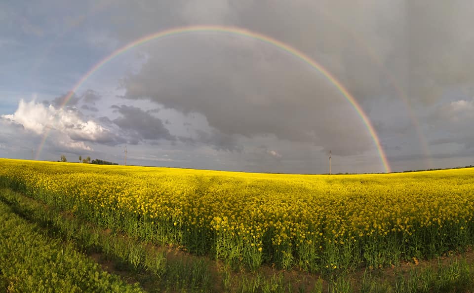Двойная радуга над полями рапса. Фото: fb Виктор Шейко