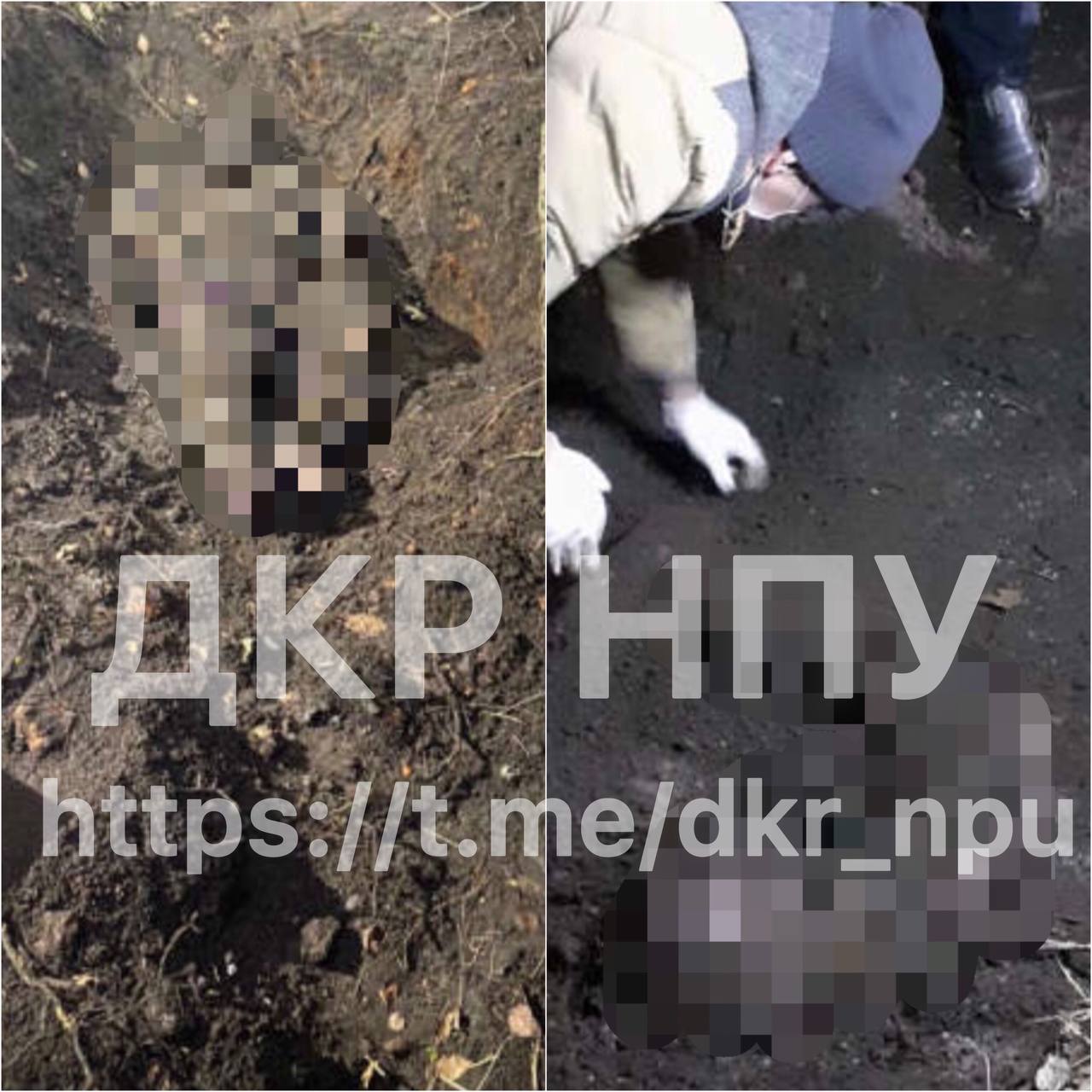 Профессора ЗНУ нашли мертвым в посадке в одном нижнем белье. Фото: Департамент уголовного розыска