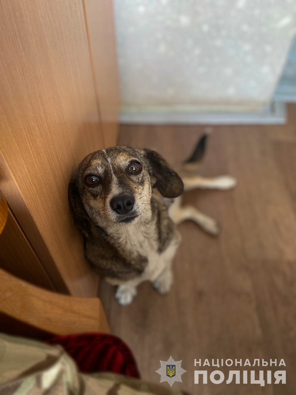 Запорізький поліцейський врятував собаку з прифронтового Оріхова.