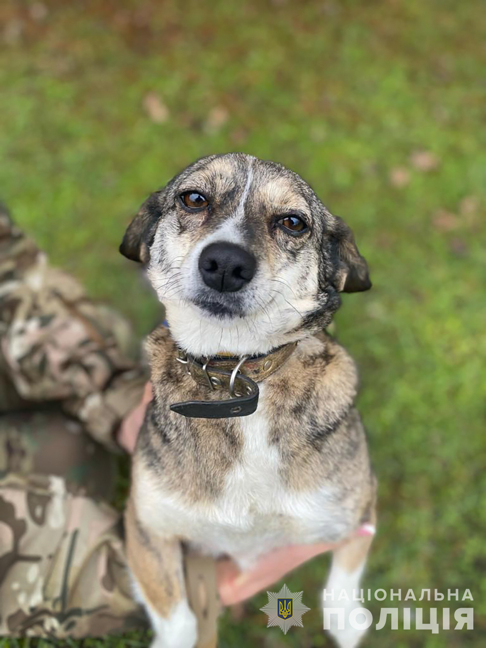 Запорізький поліцейський врятував собаку з прифронтового Оріхова.