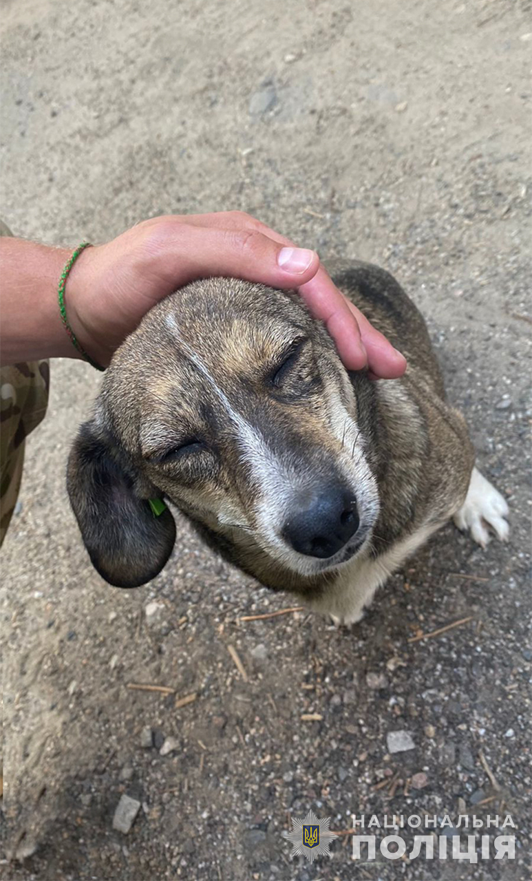 Запорізький поліцейський врятував собаку з прифронтового Оріхова.