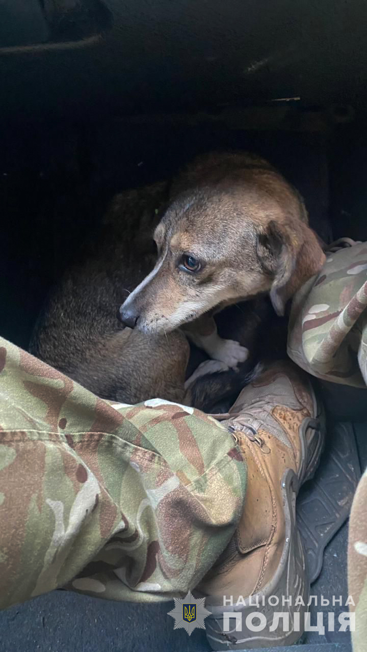 Запорізький поліцейський врятував собаку з прифронтового Оріхова.