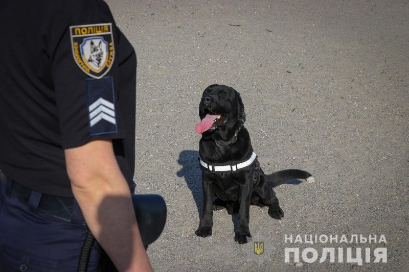 Полицейский пес Арчи.