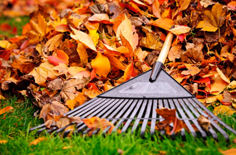 Тож чи варто прибирати опале листя? Фото: freepik