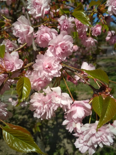 Фото: "Индустриалка"