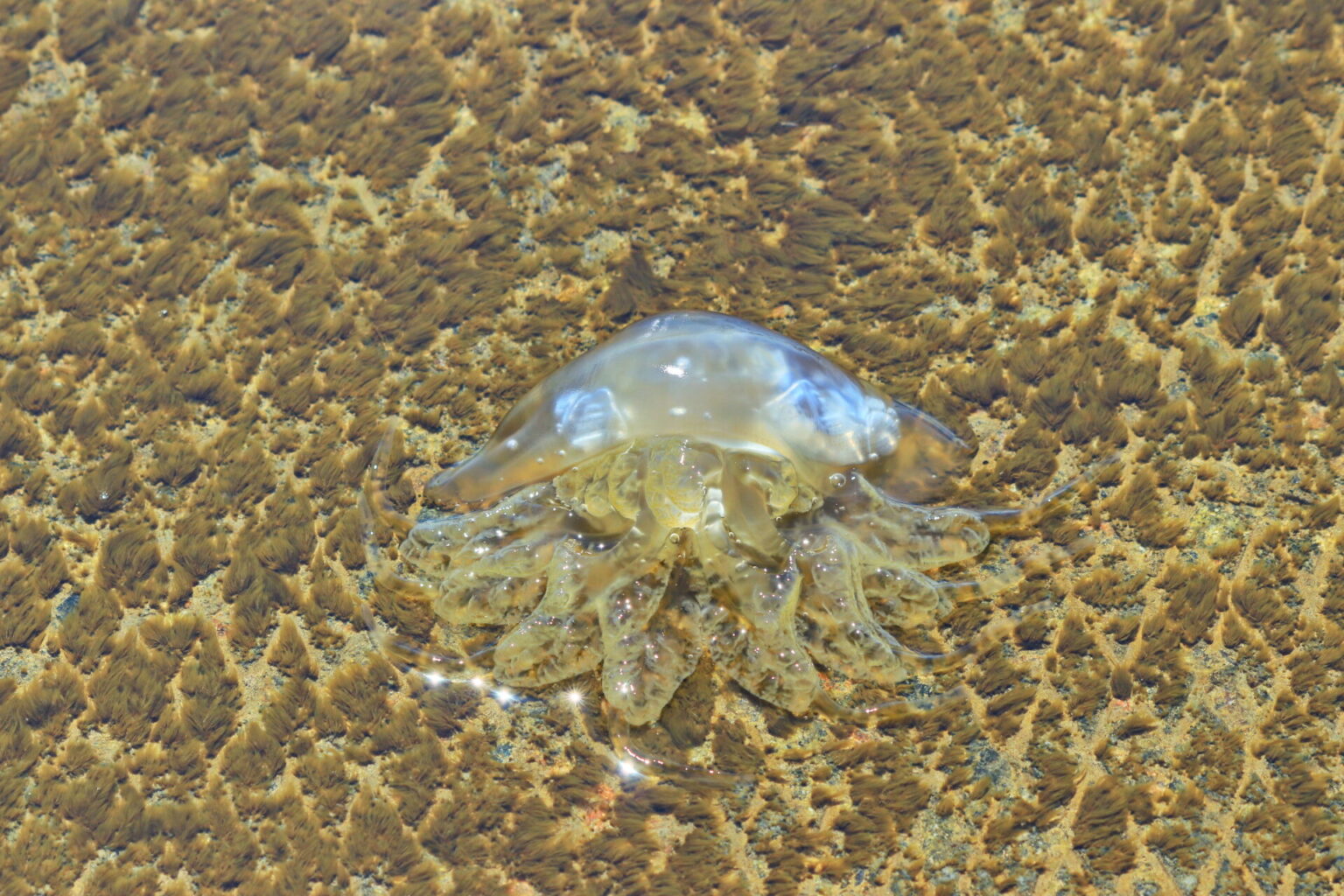 Медузы в Бердянске. Фото: "Про Бердянск"