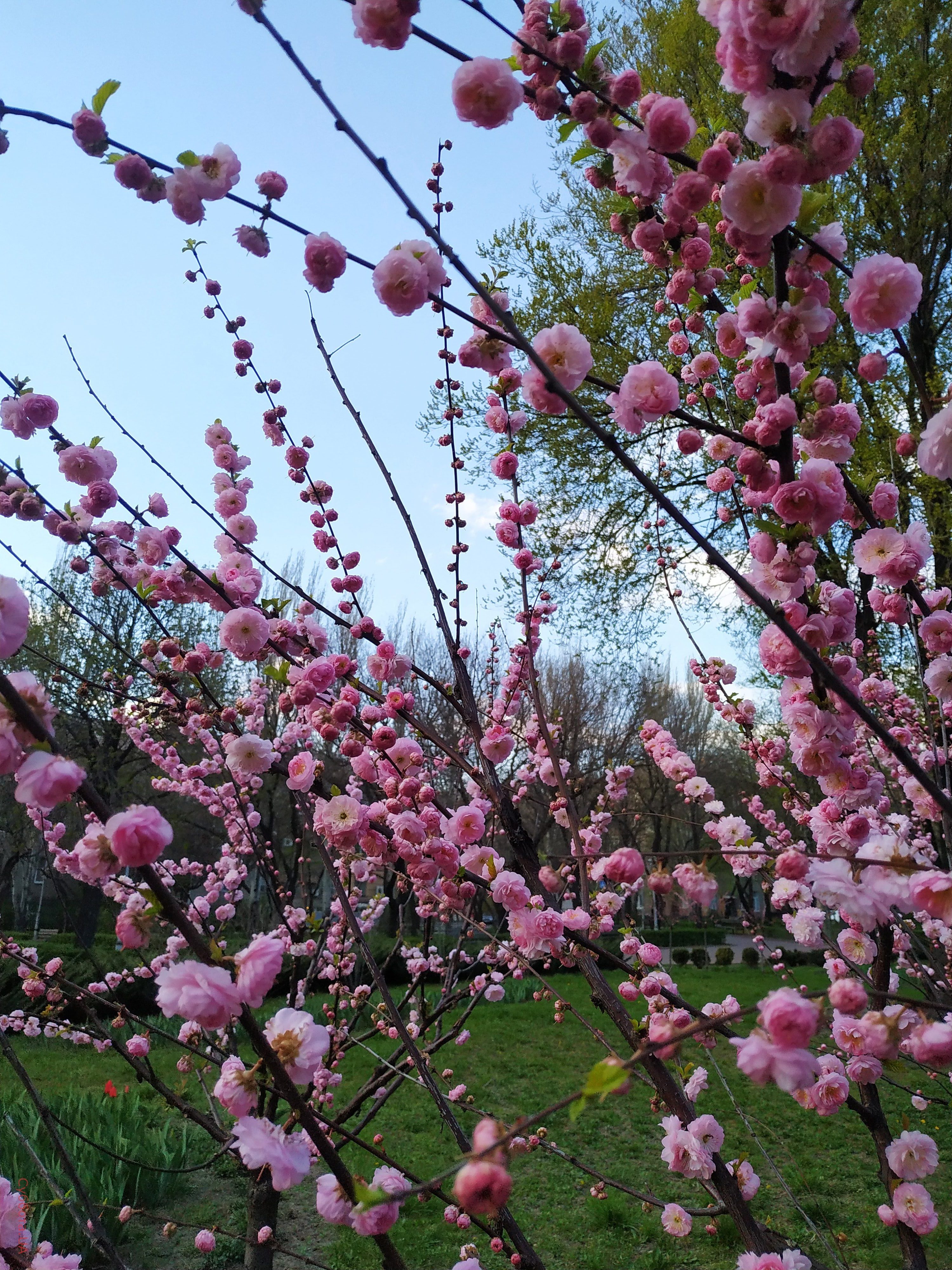 вейгела ранняя. сакура слива трехлопастная. ранние кусты. сакура (миндаль трехлопастной). форзиция спектабилис.