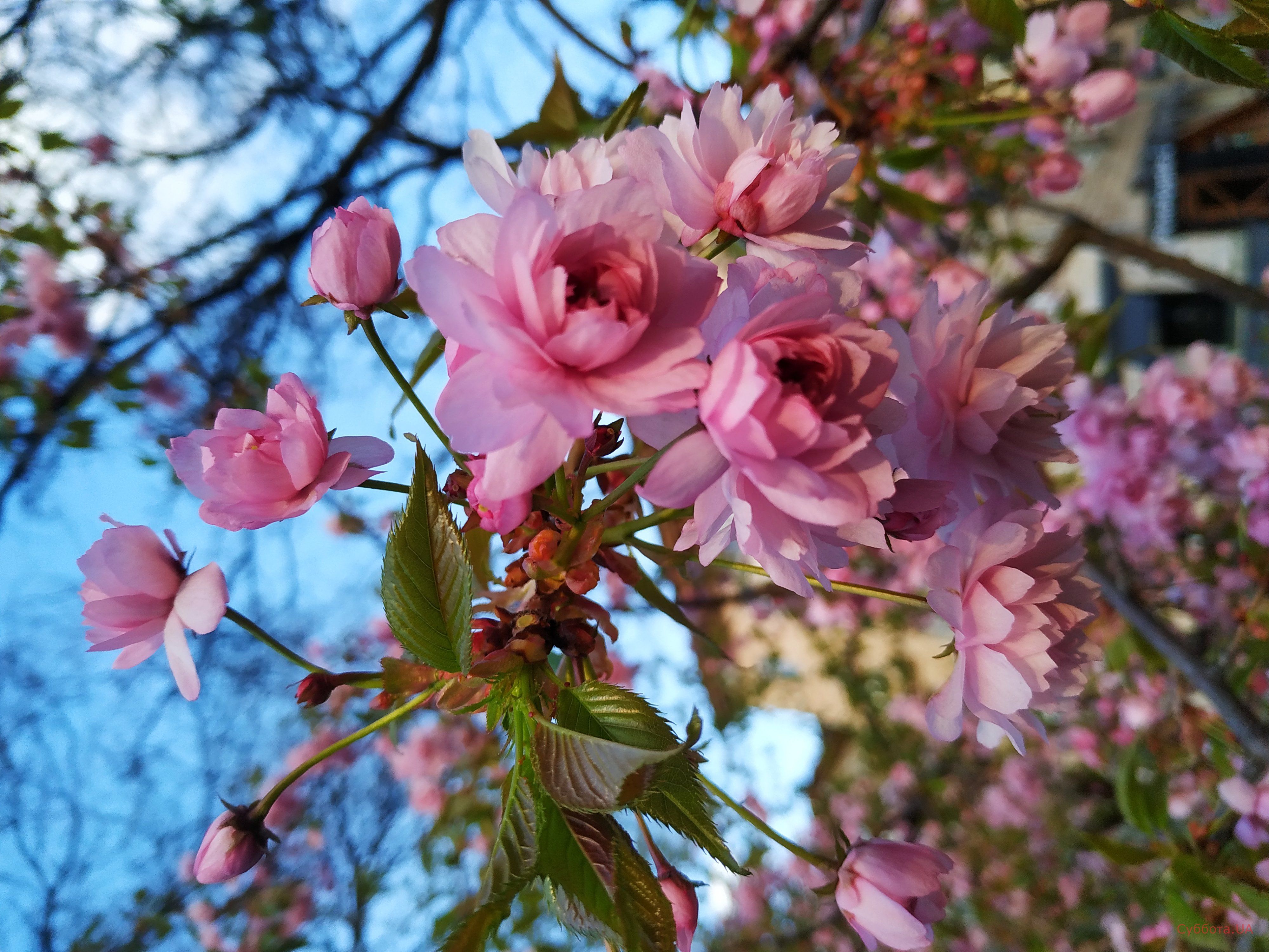 Полюбуйся с экрана: в городе зацвела сирень, сакура и миндаль (фото) фото 3 2