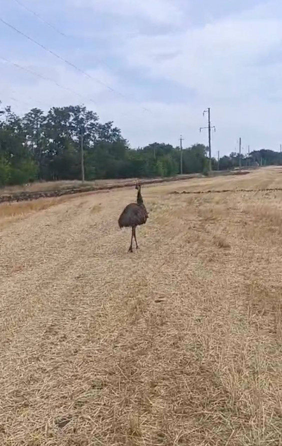 В селе под Запорожьем заметили страуса: птица ищет владельца или новый дом.
