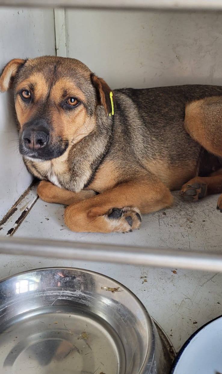 У Запоріжжі скорочують чисельність безпритульних тварин гуманним методом.