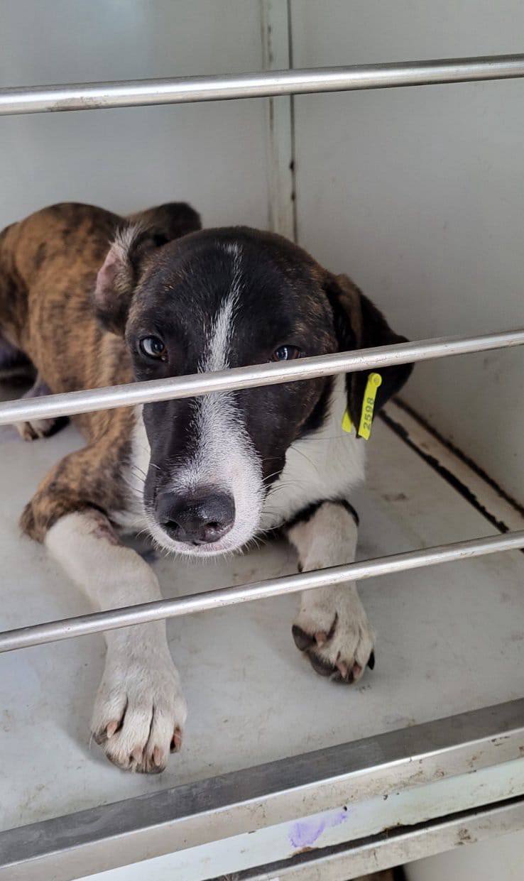 У Запоріжжі скорочують чисельність безпритульних тварин гуманним методом.