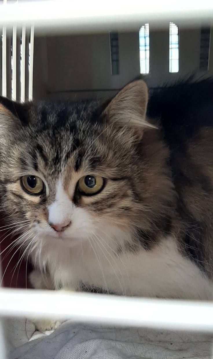 У Запоріжжі скорочують чисельність безпритульних тварин гуманним методом.