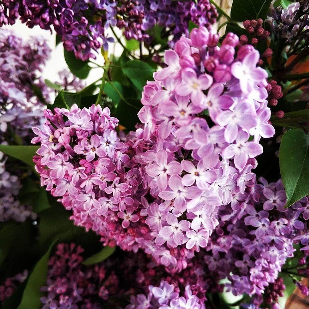 Полюбуйся с экрана: в городе зацвела сирень, сакура и миндаль (фото) фото 1