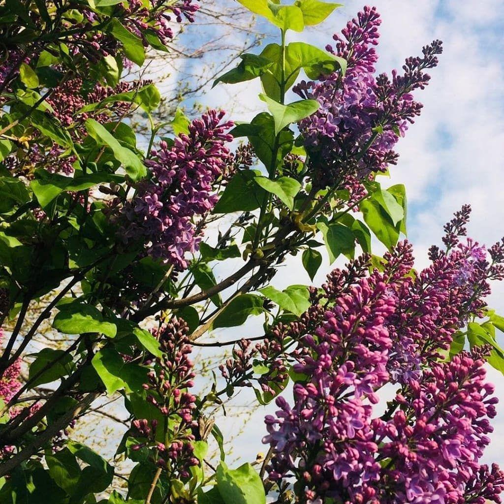 Полюбуйся с экрана: в городе зацвела сирень, сакура и миндаль (фото) фото 2 1