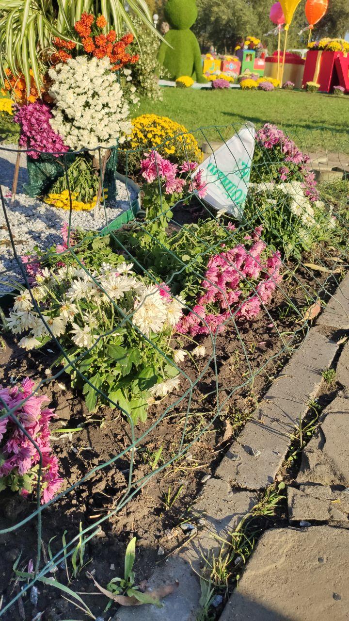 Многие цветы не дожили, их беспощадно сломали и вытоптали. Фото: Анна Покровская