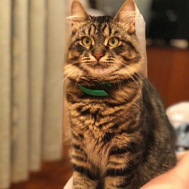 Кот Вискас, который проживает в котокафе. Фото: @mur_lyandia