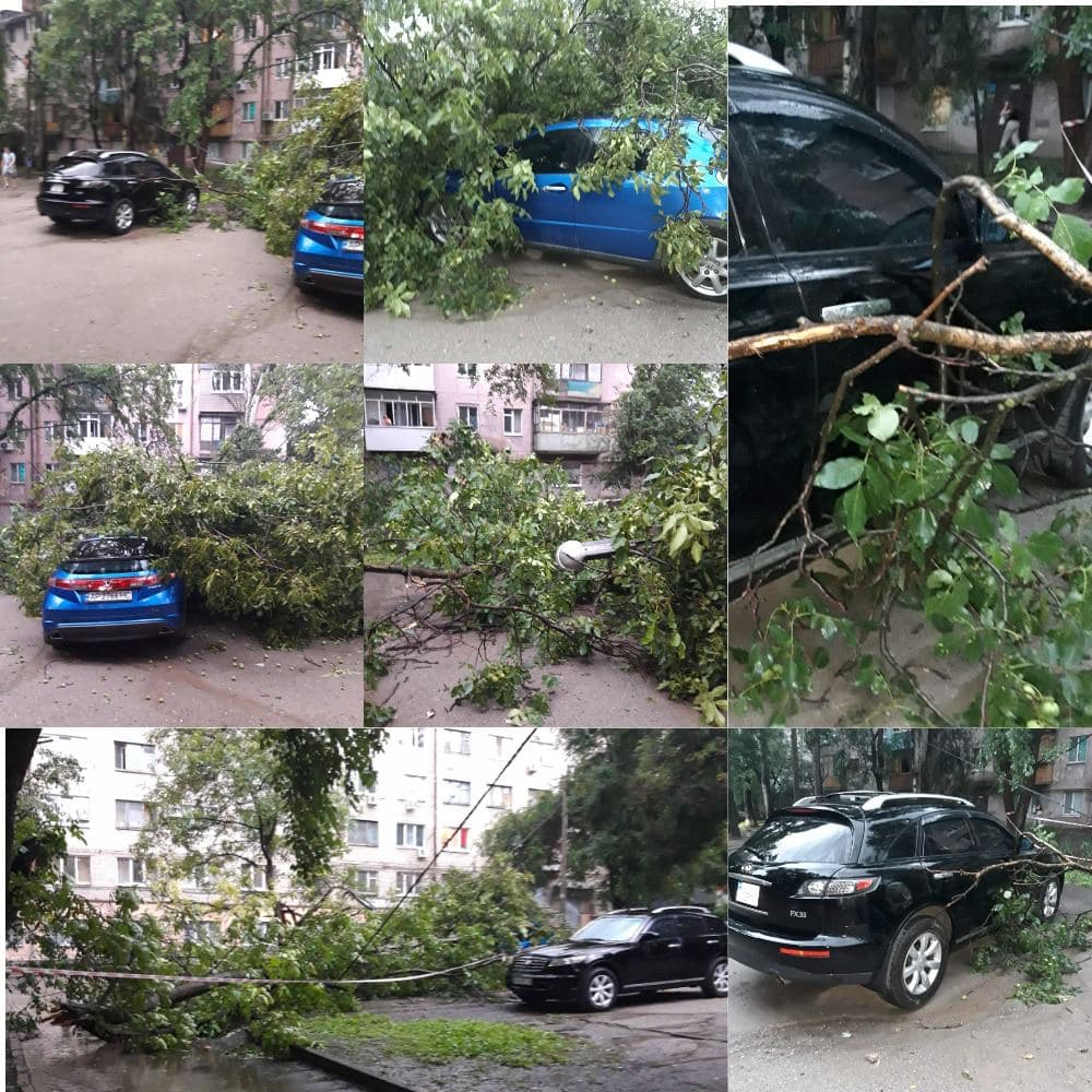 В Запорожье на Школьной рухнуло дерево, которое просили убрать 4 месяца -  Запорожье Vgorode.ua