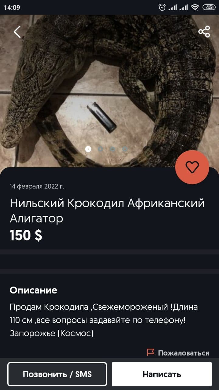 У Запоріжжі продають тушу мертвого замороженого алігатора || Фото: olx.ua