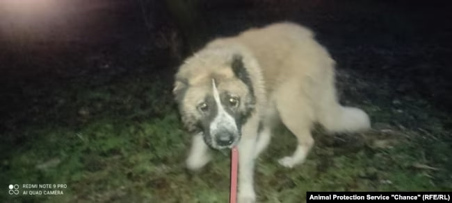 Пес, эвакуированный из Малой Токмачки