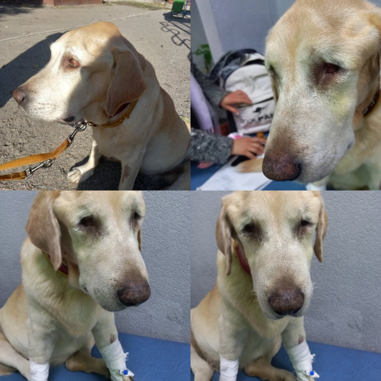 Покалеченная Марселина/ фото: fb Валерии Зацной