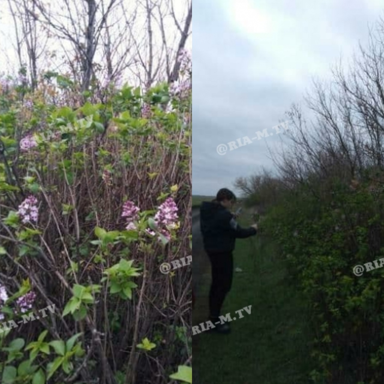 Сирень в Ореховке/ фото: РИА