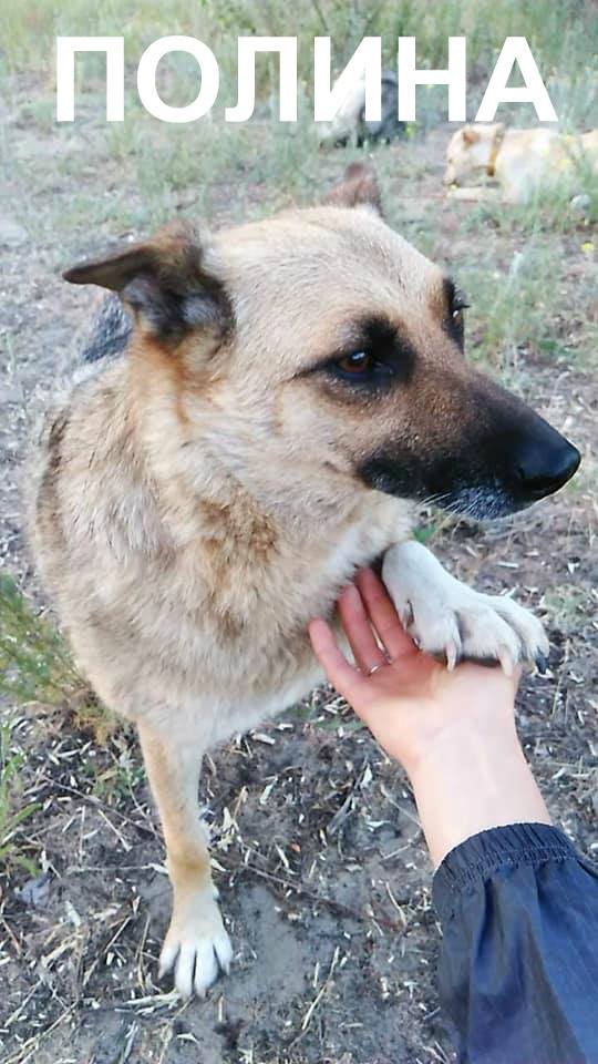 Девочка Полина ищет новую семью / фото: fb "Запорізька зоозахисна ліга"