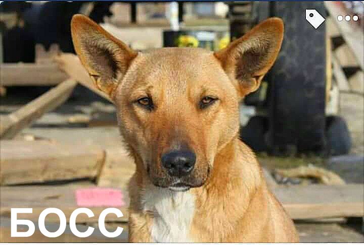 Малыш Босс ищет дом / фото: fb "Запорізька зоозахисна ліга"