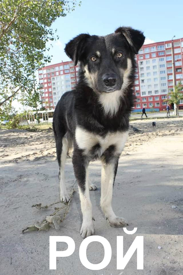 Красавчик Рой остался без жилья / фото: fb "Запорізька зоозахисна ліга"