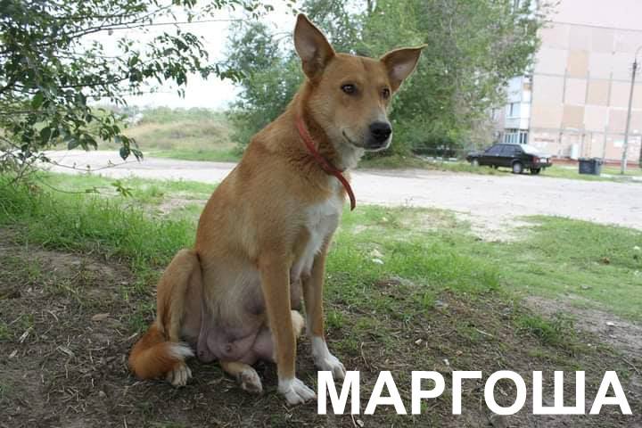 Маргоша готова стать отличным другом / фото: fb "Запорізька зоозахисна ліга"