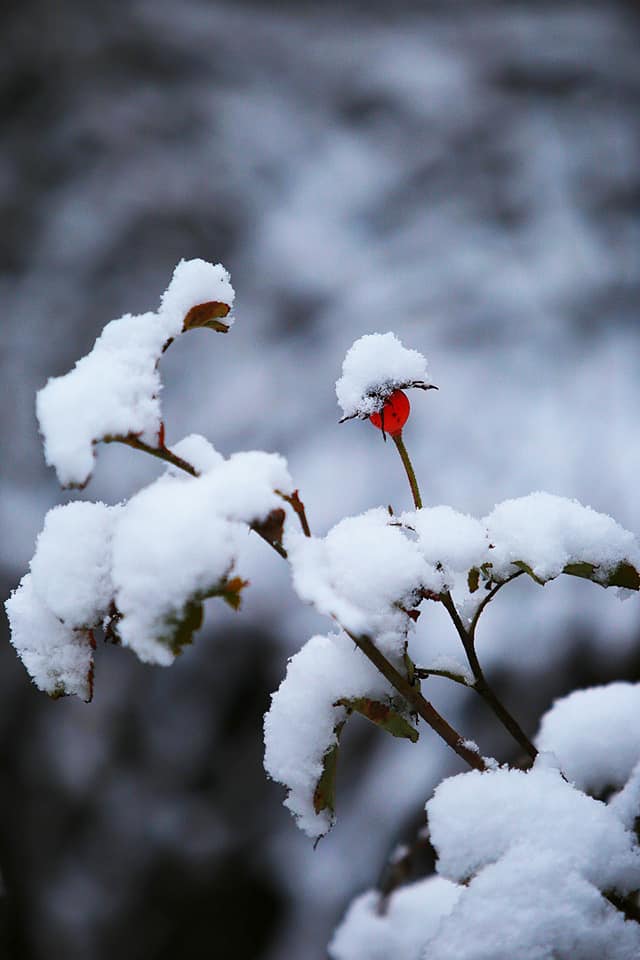 Снежная красота / фото: Максим Горский