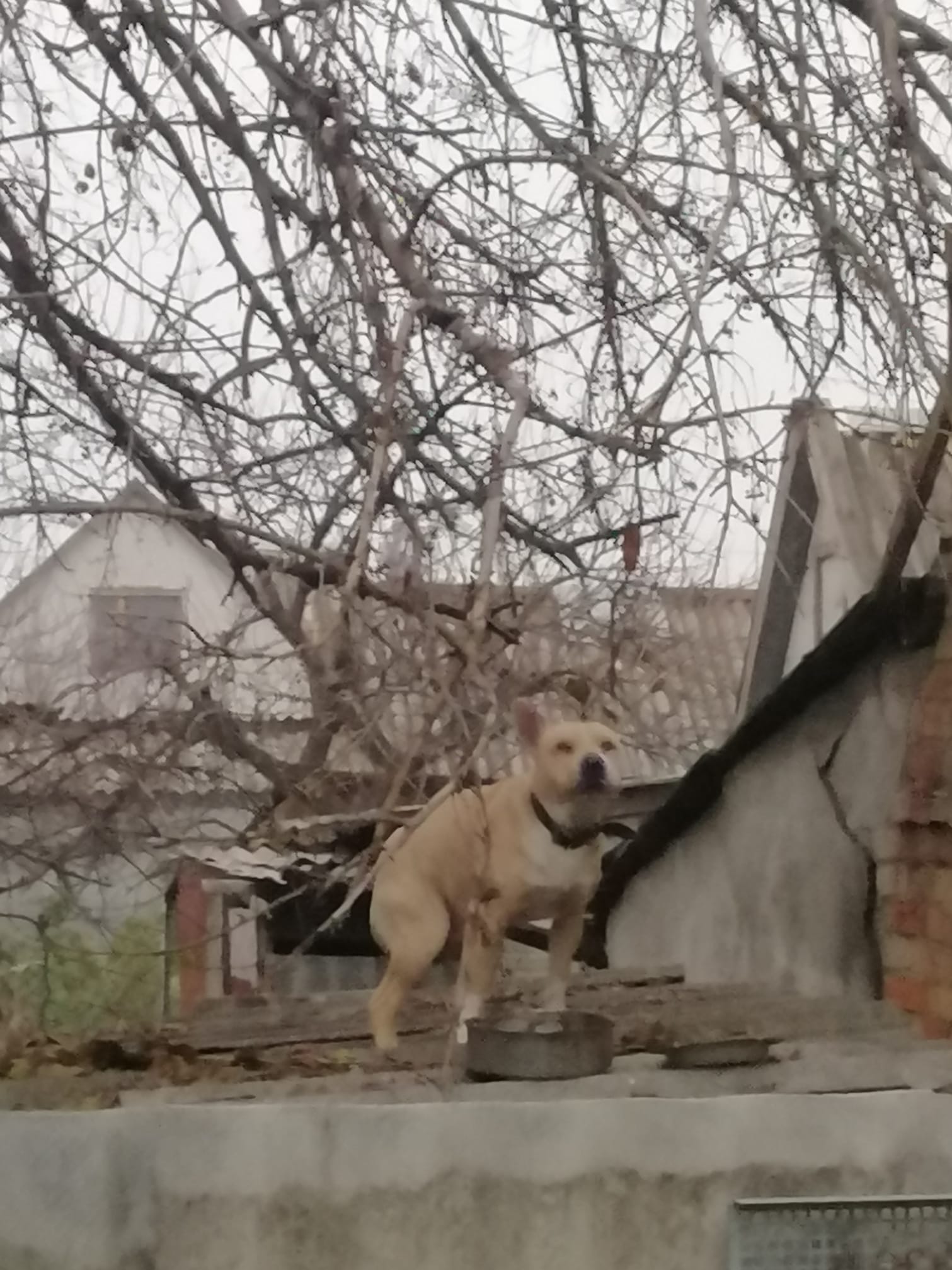 Пес никуда не уходит / фото: fb Галина Грищенко