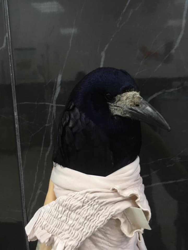 С птицей все хорошо / фото: fb Олеся Кулык