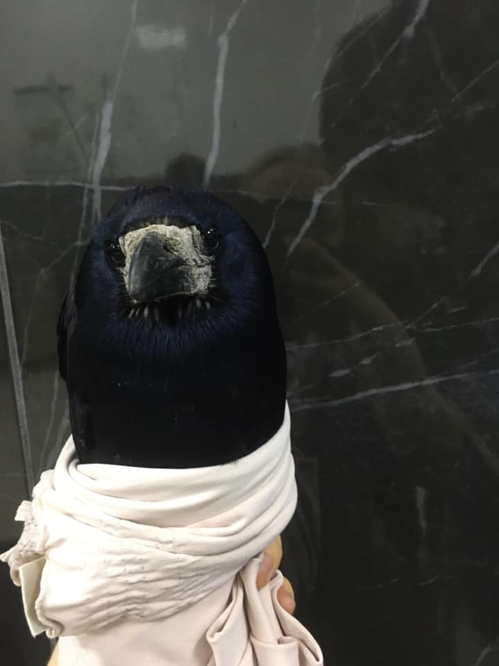 Дети подстрелили грача / фото: fb Олеся Кулык