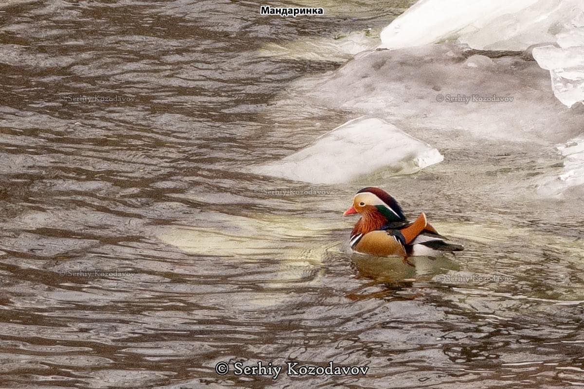 Мандаринка / фото: fb Национальный заповедник Хортица